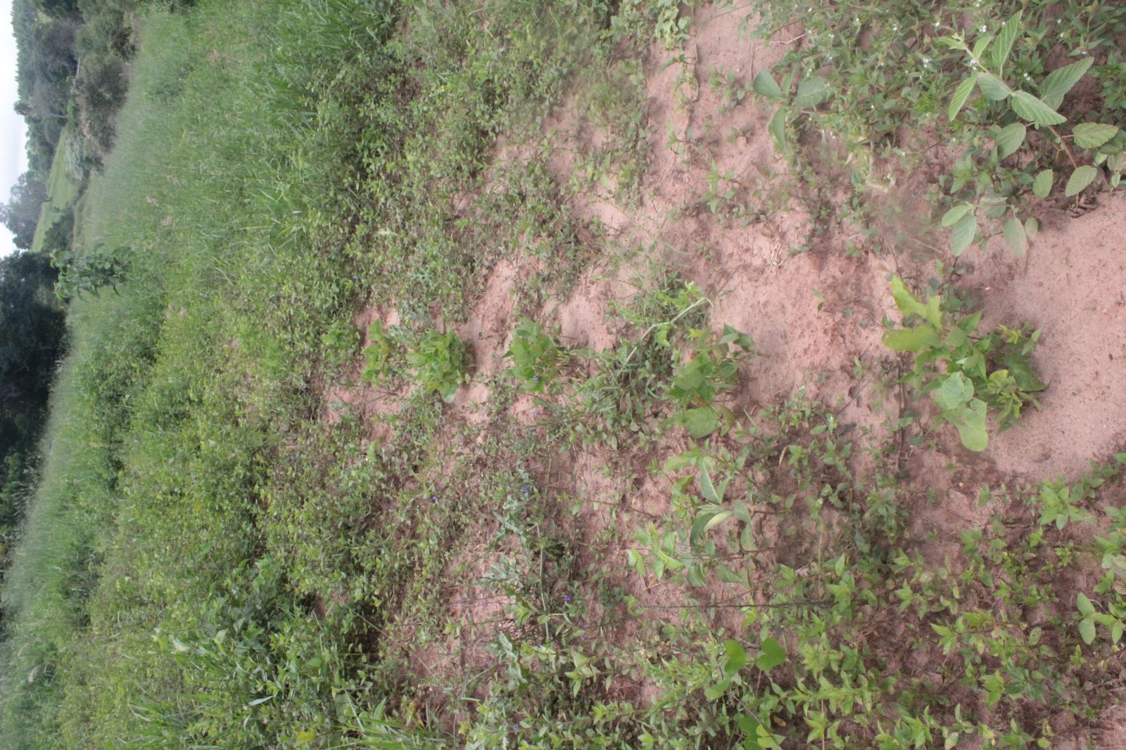 UA - Botucatu (Luis Carlos Farias), Itatinga/SP 